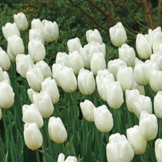 Hakuun Tulip Thumbnail
